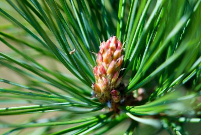 Pinus cembra - borovice limba - svíce